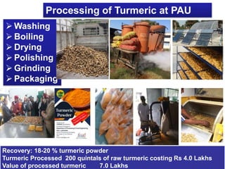Processing of Turmeric at PAU
 Washing
 Boiling
 Drying
 Polishing
 Grinding
 Packaging
Recovery: 18-20 % turmeric powder
Turmeric Processed 200 quintals of raw turmeric costing Rs 4.0 Lakhs
Value of processed turmeric 7.0 Lakhs
 