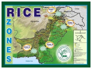 STATUS OF RICE RESEARCH AND HYBRID DEVELOPMENT IN PAKISTAN | PDF