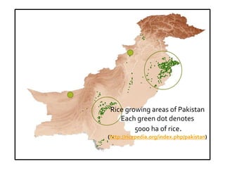 Pakistan Rice Production STATUS OF RICE RESEARCH AND HYBRID DEVELOPMENT IN PAKISTAN | PDF