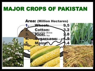 Pakistan Rice Production STATUS OF RICE RESEARCH AND HYBRID DEVELOPMENT IN PAKISTAN | PDF