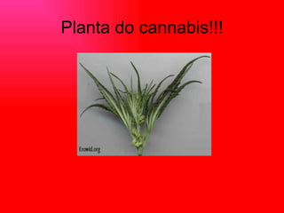 Planta do cannabis!!! 
