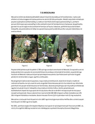 7.0.MESCALINA
Mescaline është një alkaloidpsikhedeliknatyral i klasittë zëvendësuartë fenetilaminës,i njohurpër
efektete tij halucinogjene të krahasueshmeme atotë LSD dhe psilocybin. Ndodhnatyrshëmnë kaktusin
peyote (Lophophorawilliamsii)(Fig.1.),kaktusinSanPedro(Echinopsispachanoi)(Fig.2.),pishtarin
peruan(Echinopsisperuviana)(Fig.3.) dhe anëtarëte tjerë të familjesbimore Cactaceae.Ajogjithashtu
gjendetnë sasi të voglanë disaanëtarë të familjessë fasule,Fabaceae,përfshirë Acaciaberlandieri.
Sidoqoftë,atopretendimenë lidhje me specietAcaciajanë kundërshtuardhe nukjanë mbështeturnë
analizashtesë.
Figura1 Figura2 Figura 3
Peyote është përdorurpërtë paktën5.700 vjetnga vendasitamerikanënë Meksikë.Evropianëtvunë në
dukje përdorimine peyote në ceremonitëfetare të vendasve në kontakttë hershëm, veçanërishtnga
Huicholsnë Meksikë.Kaktuse të tjerë që përmbajnëmescalinësi SanPedrokanë një histori të gjatë
përdorimi në Amerikëne Jugut,ngaPerunë Ekuador.
Në përgatitjettradicionale të payoteve,majae kaktusitështë prerë,dukelënërrënjëne madhe të
rubinetitsë bashkume një unazë të zonëssë gjelbërfotosintezuese përtë rriturkokatë reja.Këtokoka
janë tharë më paspër të bërë butonanë formë disku.Butonatjanë përtypurpërtë prodhuarefektetose
ngjyhetnë ujë përtë pirë.Sidoqoftë,shijae kaktusitështëe hidhur,kështuqë përdoruesit
bashkëkohorë shpeshdotagruajnë atë në një pluhurdhe do ta derdhinnë kapsulapërtë mospasur
nevojë tashijojnë atë.Dozae zakonshme e njeriutështë 200-400 miligramsulfate meskaline ose 178-
356 miligramhidroklorurmeskaline.Butoni mesatar76 mm(3,0 in) përmbanrreth25 mg meskalinë.
Mescaline uizoluapërherë të parë në vitin1897 nga kimisti gjermanArthurHeffterdhe usintetizuapër
herë të parë në 1918 nga Ernst Späth.
Në 1955, politikanianglezChristopherMayhew mori pjesë në një eksperimentpërPanoramatë BBC-së,
në të cilinai gëlltiti 400mg meskalinë nënmbikëqyrjene psikiatritHumphryOsmond.Megjithëse
 