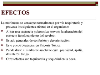 EFECTOS
La marihuana se consume normalmente por vía respiratoria y
provoca los siguientes efectos en el organismo:
 Al ser una sustancia psicoactiva provoca la alteración del
correcto funcionamiento del cerebro.
 Estado generales de confusión y desorientación.
 Esto puede degenerar en Psicosis Tóxica.
 Puede darse el síndrome amotivacional pasividad, apatía,
desinterés, fatiga.
 Otros efectos son taquicardia y sequedad en la boca.
 
