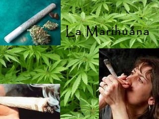 La Marihuana
 