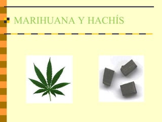 MARIHUANA Y HACHÍS
 