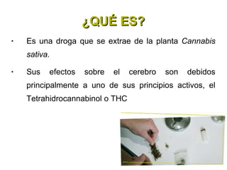 ¿QUÉ ES? Es una droga que se extrae de la planta  Cannabis sativa. Sus efectos sobre el cerebro son debidos principalmente a uno de sus principios activos, el Tetrahidrocannabinol o THC 
