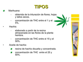 TIPOS Marihuana:  obtenida de la trituración de flores, hojas y tallos secos. concentración de THC entre el 1 y el 5%. Hachis:  elaborado a partir de la resina almacenada en las flores de la planta hembra. concentración de THC entre el 15 y el 50%. Aceite de hachis:  resina de hachis disuelta y concentrada. concentración de THC  entre el 25 y 50%. 