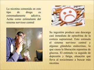 La nicotina contenida en este
tipo de droga es
extremadamente adictiva.
Actúa como estimulante del
sistema nervioso central
Su ingestión produce una descarga
casi inmediata de epinefrina de la
corteza suprarrenal. Esto estimula
el sistema nervioso central y
algunas glándulas endocrinas, lo
que causa la liberación repentina de
glucosa. El estímulo va seguido de
depresión y fatiga, situación que
lleva al toxicómano a buscar más
nicotina.
 