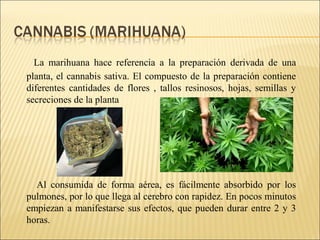 La marihuana hace referencia a la preparación derivada de una
planta, el cannabis sativa. El compuesto de la preparación contiene
diferentes cantidades de flores , tallos resinosos, hojas, semillas y
secreciones de la planta
Al consumida de forma aérea, es fácilmente absorbido por los
pulmones, por lo que llega al cerebro con rapidez. En pocos minutos
empiezan a manifestarse sus efectos, que pueden durar entre 2 y 3
horas.
 