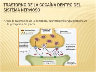 Afecta la recaptación de la dopamina, neurotransmisor que participa en
la percepción del placer.
 
