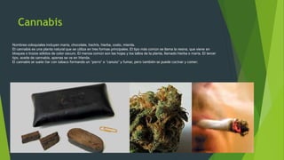 Cannabis
Nombres coloquiales incluyen maría, chocolate, hachís, hierba, costo, mierda.
El cannabis es una planta natural que se utiliza en tres formas principales. El tipo más común se llama la resina, que viene en
bloques o trozos sólidos de color oscuro. El menos común son las hojas y los tallos de la planta, llamado hierba o maría. El tercer
tipo, aceite de cannabis, apenas se ve en Irlanda.
El cannabis se suele liar con tabaco formando un ‘porro’ o ‘canuto’ y fumar, pero también se puede cocinar y comer.
 