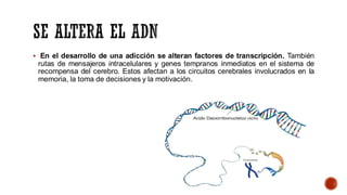 ▪ En el desarrollo de una adicción se alteran factores de transcripción. También
rutas de mensajeros intracelulares y genes tempranos inmediatos en el sistema de
recompensa del cerebro. Estos afectan a los circuitos cerebrales involucrados en la
memoria, la toma de decisiones y la motivación.
 