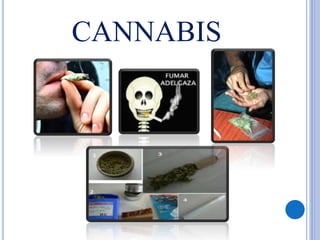 CANNABIS
 