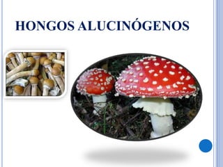 HONGOS ALUCINÓGENOS
 