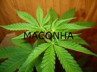MACONHA 