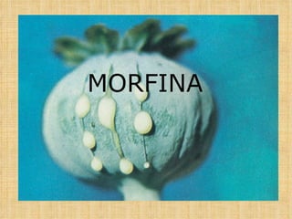 MORFINA 