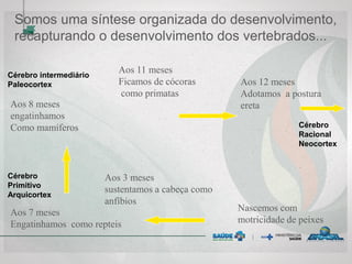 Nascemos com
motricidade de peixes
Aos 3 meses
sustentamos a cabeça como
anfíbios
Aos 7 meses
Engatinhamos como repteis
Aos 8 meses
engatinhamos
Como mamíferos
Aos 11 meses
Ficamos de cócoras
como primatas
Aos 12 meses
Adotamos a postura
ereta
Somos uma síntese organizada do desenvolvimento,
recapturando o desenvolvimento dos vertebrados...
Cérebro
Primitivo
Arquicortex
Cérebro intermediário
Paleocortex
Cérebro
Racional
Neocortex
 