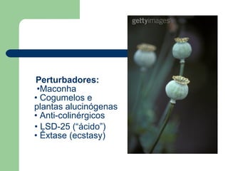 Perturbadores:
•Maconha
• Cogumelos e
plantas alucinógenas
• Anti-colinérgicos
• LSD-25 (“ácido”)
• Êxtase (ecstasy)
 