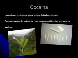 Cocaína La cocaína es un alcaloide que se obtiene de la planta de coca. Es un estimulador del sistema nervioso y supresor del hambre, era usado en  medicina . 