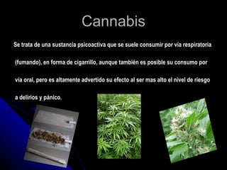 Cannabis Se trata de una sustancia psicoactiva que se suele consumir por vía respiratoria (fumando), en forma de cigarrillo, aunque también es posible su consumo por vía oral, pero es altamente advertido su efecto al ser mas alto el nivel de riesgo a delirios y pánico. 