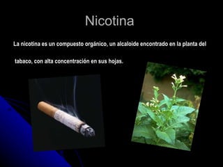 Nicotina  La nicotina es un compuesto orgánico, un alcaloide encontrado en la planta del tabaco, con alta concentración en sus hojas. 