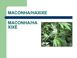 MACONHA/HAXIXE  MACONHA/HAXIXE  