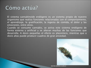 El sistema cannabinoide endógeno es un sistema propio de nuestro organismo que realiza funciones relacionadas con el comportamiento, el aprendizaje, la gratificación, la ingesta de comida, el dolor y las emociones, entre otros.  Cuando se consume cannabis, se activa este sistema endógeno de forma externa y artificial y se alteran muchas de las funciones que desarrolla. A dosis pequeñas el efecto es placentero, mientras que a dosis altas puede producir cuadros de gran ansiedad. MGTER ANDREA AGRELO 