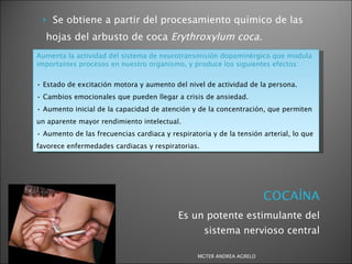 Es un potente estimulante del sistema nervioso central Se obtiene a partir del procesamiento químico de las hojas del arbusto de coca  Erythroxylum coca. Aumenta la actividad del sistema de neurotransmisión dopaminérgico que modula importantes procesos en nuestro organismo, y produce los siguientes efectos: •  Estado de excitación motora y aumento del nivel de actividad de la persona. •  Cambios emocionales que pueden llegar a crisis de ansiedad. •  Aumento inicial de la capacidad de atención y de la concentración, que permiten un aparente mayor rendimiento intelectual. •  Aumento de las frecuencias cardiaca y respiratoria y de la tensión arterial, lo que favorece enfermedades cardiacas y respiratorias. MGTER ANDREA AGRELO 
