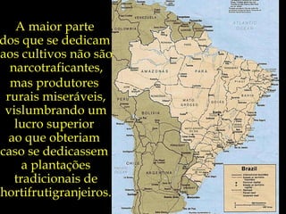 A maior parte  dos que se dedicam  aos cultivos não são narcotraficantes, mas produtores  rurais miseráveis, vislumbrando um lucro superior  ao que obteriam  caso se dedicassem  a plantações tradicionais de hortifrutigranjeiros. 