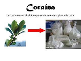 Cocaína
La cocaína es un alcaloide que se obtiene de la planta de coca.
 