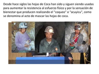 Desde hace siglos las hojas de Coca han sido y siguen siendo usadas
para aumentar la resistencia al esfuerzo físico y por la sensación de
bienestar que producen realizando el "coqueo" o “acuyicu", como
se denomina al acto de mascar las hojas de coca.
 