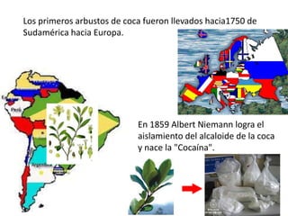 Los primeros arbustos de coca fueron llevados hacia1750 de
Sudamérica hacia Europa.




                            En 1859 Albert Niemann logra el
                            aislamiento del alcaloide de la coca
                            y nace la "Cocaína".
 