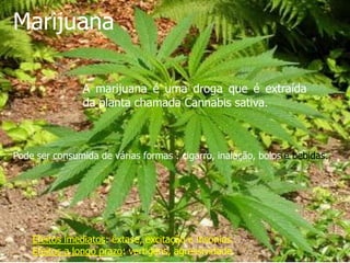 Marijuana

                A marijuana é uma droga que é extraída
                da planta chamada Cannabis sativa.



Pode ser consumida de várias formas : cigarro, inalação, bolos e bebidas.




    Efeitos imediatos: êxtase, excitação e insónias.
    Efeitos a longo prazo: vertigens, agressividade.
 