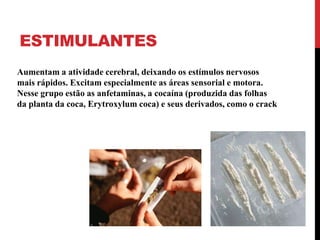 ESTIMULANTES
Aumentam a atividade cerebral, deixando os estímulos nervosos
mais rápidos. Excitam especialmente as áreas sensorial e motora.
Nesse grupo estão as anfetaminas, a cocaína (produzida das folhas
da planta da coca, Erytroxylum coca) e seus derivados, como o crack
 
