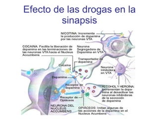 Efecto de las drogas en la sinapsis 