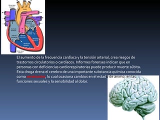 El aumento de la frecuencia cardíaca y la tensión arterial, crea riesgos de trastornos circulatorios o cardíacos. Informes forenses indican que en personas con deficiencias cardiorespiratorias puede producir muerte súbita. Esta droga drena el cerebro de una importante substancia química conocida como  serotonina , lo cual ocasiona cambios en el estad o de ánimo, en las  funciones sexuales y la sensibilidad al dolor. 