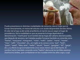Puede presentarse en distintas modalidades de consumo, sea en hojas que se fuman directamente, en resina del arbusto o en aceite desprendido de éste último. El color de la hoja va del verde amarillento al marrón oscuro según el lugar de procedencia. De la modalidad en que se presente la droga dependerá su denominación: "marihuana" es el nombre de las hojas del cáñamo desmenuzadas, que después de secarse y ser tratadas pueden fumarse (también es conocida como "hierba", "marijuana", mariguana", "mota", "mafú", "pasto", "maría", "monte", "moy", "café", "chocolate", etc.; en inglés se la conoce como: "pot", "herb", "grass", "weed", "Mary Jane", "reefer", "skunk", "boom", "gangster", "kif", "ganja", etc.); su efecto es aproximadamente cinco veces menor que el del hachís. El nombre hachís (también conocido como "hashis") deriva de los terribles asesinos (hashiscins) árabes, que combatieran en las cruzadas entre los años 1090 y 1256. 