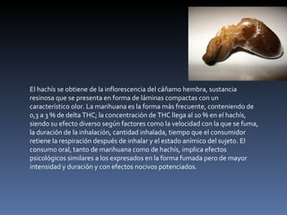 El hachís se obtiene de la inflorescencia del cáñamo hembra, sustancia resinosa que se presenta en forma de láminas compactas con un característico olor. La marihuana es la forma más frecuente, conteniendo de 0,3 a 3 % de delta THC; la concentración de THC llega al 10 % en el hachís, siendo su efecto diverso según factores como la velocidad con la que se fuma, la duración de la inhalación, cantidad inhalada, tiempo que el consumidor retiene la respiración después de inhalar y el estado anímico del sujeto. El consumo oral, tanto de marihuana como de hachís, implica efectos psicológicos similares a los expresados en la forma fumada pero de mayor intensidad y duración y con efectos nocivos potenciados. 