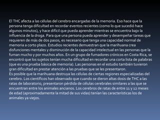 El THC afecta a las células del cerebro encargadas de la memoria. Eso hace que la persona tenga dificultad en recordar eventos recientes (como lo que sucedió hace algunos minutos), y hace difícil que pueda aprender mientras se encuentra bajo la influencia de la droga. Para que una persona pueda aprender y desempeñar tareas que requieren de más de dos pasos, es necesario que tenga una capacidad normal de memoria a corto plazo. Estudios recientes demuestran que la marihuana crea disfunciones mentales y disminución de la capacidad intelectual en las personas que la fuman mucho y por muchos años. En un grupo de fumadores crónicos en Costa Rica, se encontró que los sujetos tenían mucha dificultad en recordar una corta lista de palabras (que es una prueba básica de memoria). Las personas en el estudio también tuvieron gran dificultad en prestar atención a las pruebas que se les presentaron. Es posible que la marihuana destruya las células de ciertas regiones especializadas del cerebro. Los científicos han observado que cuando se dieron altas dosis de THC a las ratas de laboratorio, presentaron pérdida de células cerebrales similares a las que se encuentran entre los animales ancianos. Los cerebros de ratas de entre 11 y 12 meses de edad (aproximadamente la mitad de sus vidas) tenían las características los de animales ya viejos. 
