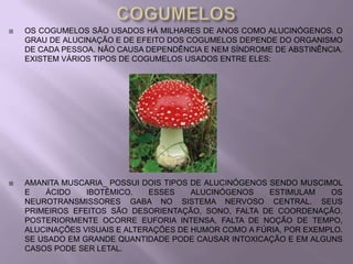    OS COGUMELOS SÃO USADOS HÁ MILHARES DE ANOS COMO ALUCINÓGENOS. O
    GRAU DE ALUCINAÇÃO E DE EFEITO DOS COGUMELOS DEPENDE DO ORGANISMO
    DE CADA PESSOA. NÃO CAUSA DEPENDÊNCIA E NEM SÍNDROME DE ABSTINÊNCIA.
    EXISTEM VÁRIOS TIPOS DE COGUMELOS USADOS ENTRE ELES:




   AMANITA MUSCARIA_ POSSUI DOIS TIPOS DE ALUCINÓGENOS SENDO MUSCIMOL
    E   ÁCIDO    IBOTÊMICO.    ESSES    ALUCINÓGENOS    ESTIMULAM    OS
    NEUROTRANSMISSORES GABA NO SISTEMA NERVOSO CENTRAL. SEUS
    PRIMEIROS EFEITOS SÃO DESORIENTAÇÃO, SONO, FALTA DE COORDENAÇÃO.
    POSTERIORMENTE OCORRE EUFORIA INTENSA, FALTA DE NOÇÃO DE TEMPO,
    ALUCINAÇÕES VISUAIS E ALTERAÇÕES DE HUMOR COMO A FÚRIA, POR EXEMPLO.
    SE USADO EM GRANDE QUANTIDADE PODE CAUSAR INTOXICAÇÃO E EM ALGUNS
    CASOS PODE SER LETAL.
 