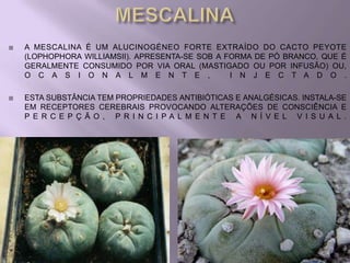    A MESCALINA É UM ALUCINOGÉNEO FORTE EXTRAÍDO DO CACTO PEYOTE
    (LOPHOPHORA WILLIAMSII). APRESENTA-SE SOB A FORMA DE PÓ BRANCO, QUE É
    GERALMENTE CONSUMIDO POR VIA ORAL (MASTIGADO OU POR INFUSÃO) OU,
    O C A S I O N A L M E N T E ,                I N J E C T A D O .

   ESTA SUBSTÂNCIA TEM PROPRIEDADES ANTIBIÓTICAS E ANALGÉSICAS. INSTALA-SE
    EM RECEPTORES CEREBRAIS PROVOCANDO ALTERAÇÕES DE CONSCIÊNCIA E
    P E R C E P Ç Ã O , P R I N C I PA L M E N T E A N Í V E L V I S U A L .
 