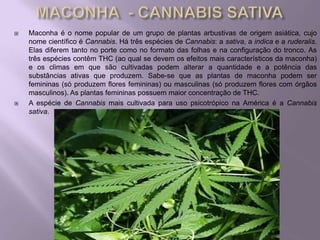    Maconha é o nome popular de um grupo de plantas arbustivas de origem asiática, cujo
    nome científico é Cannabis. Há três espécies de Cannabis: a sativa, a indica e a ruderalis.
    Elas diferem tanto no porte como no formato das folhas e na configuração do tronco. As
    três espécies contêm THC (ao qual se devem os efeitos mais característicos da maconha)
    e os climas em que são cultivadas podem alterar a quantidade e a potência das
    substâncias ativas que produzem. Sabe-se que as plantas de maconha podem ser
    femininas (só produzem flores femininas) ou masculinas (só produzem flores com órgãos
    masculinos). As plantas femininas possuem maior concentração de THC.
   A espécie de Cannabis mais cultivada para uso psicotrópico na América é a Cannabis
    sativa.
 