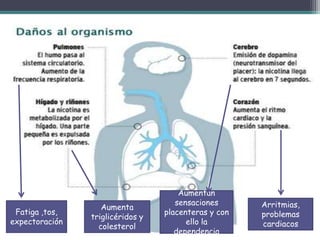 Fatiga ,tos,
expectoración
Aumenta
triglicéridos y
colesterol
Aumentan
sensaciones
placenteras y con
ello la
dependencia
Arritmias,
problemas
cardiacos
 