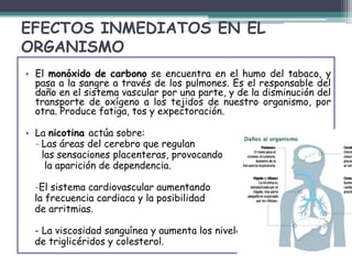 EFECTOS INMEDIATOS EN EL
ORGANISMO
• El monóxido de carbono se encuentra en el humo del tabaco, y
pasa a la sangre a través de los pulmones. Es el responsable del
daño en el sistema vascular por una parte, y de la disminución del
transporte de oxígeno a los tejidos de nuestro organismo, por
otra. Produce fatiga, tos y expectoración.
• La nicotina actúa sobre:
- Las áreas del cerebro que regulan
las sensaciones placenteras, provocando
la aparición de dependencia.
-El sistema cardiovascular aumentando
la frecuencia cardiaca y la posibilidad
de arritmias.
- La viscosidad sanguínea y aumenta los niveles
de triglicéridos y colesterol.
 