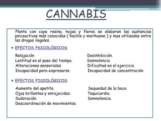 CANNABIS
Planta con cuya resina, hojas y flores se elaboran las sustancias
psicoactivas más conocidas ( hachís y marihuana ) y mas utilizadas entre
las drogas ilegales.
 EFECTOS PSICOLÓGICOS
Relajación Desinhibición.
Lentitud en el paso del tiempo. Somnolencia
Alteraciones sensoriales Dificultad en el ejercicio.
Incapacidad para expresarse Incapacidad de concentración
 EFECTOS FISIOLÓGICOS
Aumento del apetito. Sequedad de la boca
Ojos brillantes y enrojecidos. Taquicardia.
Sudoración. Somnolencia.
Descoordinación de movimientos.
 