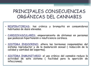 PRINCIPALES CONSECUENCIAS
ORGÁNICAS DEL CANNABIS
• RESPIRATORIAS: tos crónica y bronquitis en consumidores
habituales de dosis elevadas.
• CARDIOVASCULARES: empeoramiento de síntomas en personas
que padezcan hipertensión o insuficiencia cardiaca.
• SISTEMA ENDOCRINO: altera las hormonas responsables del
sistema reproductor y de la maduración sexual ( reducción de la
calidad y cantidad del esperma).
• SISTEMA INMUNITARIO: el uso crónico del cannabis reduce la
actividad de este sistema ( facilidad para la aparición de
infecciones).
 
