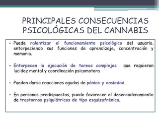 PRINCIPALES CONSECUENCIAS
PSICOLÓGICAS DEL CANNABIS
• Puede ralentizar el funcionamiento psicológico del usuario,
entorpeciendo sus funciones de aprendizaje, concentración y
memoria.
• Entorpecen la ejecución de tareas complejas que requieran
lucidez mental y coordinación psicomotora
• Pueden darse reacciones agudas de pánico y ansiedad.
• En personas predispuestas, puede favorecer el desencadenamiento
de trastornos psiquiátricos de tipo esquizofrénico.
 