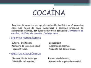 COCAÍNA
Procede de un arbusto cuya denominación botánica es Erytroxilon
coca. Las hojas de coca, sometidas a diversos procesos de
elaboración química, dan lugar a distintos derivados:Clorhidrato de
cocaína, Sulfato de cocaína ,Cochina base .
 EFECTOS PSICOLÓGICOS
Euforia, excitación. Locuacidad.
Aumento de la sociabilidad. Aceleración mental.
Hiperactividad. Aumento del deseo sexual
 EFECTOS FISIOLÓGICOS
Disminución de la fatiga. Reducción del sueno.
Inhibición del apetito. Aumento de la presión arterial
 
