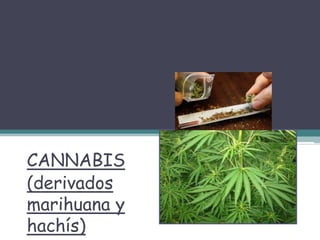 CANNABIS
(derivados
marihuana y
hachís)
 