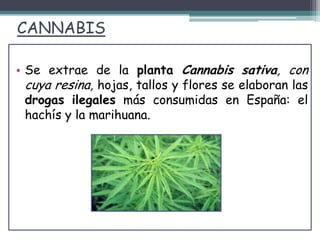 CANNABIS
• Se extrae de la planta Cannabis sativa, con
cuya resina, hojas, tallos y flores se elaboran las
drogas ilegales más consumidas en España: el
hachís y la marihuana.
 